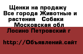 Щенки на продажу - Все города Животные и растения » Собаки   . Московская обл.,Лосино-Петровский г.